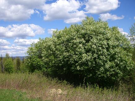 Heggen på jordet